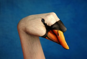 Swan Regal Swan - Ph. Guido Daniele